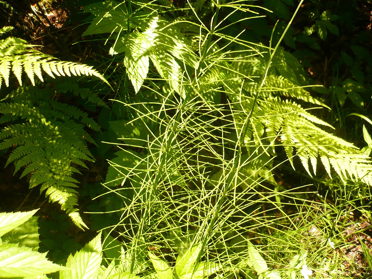 Equisetum x litorale (Equisetaceae)